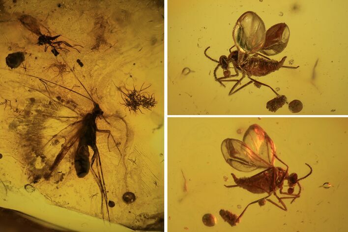 Three Detailed Fossil Flies (Diptera) In Baltic Amber #105508